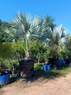 PALMERA BISMARCKIA NOBILIS - comprar online