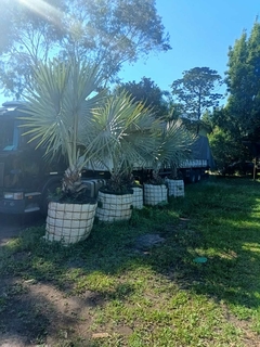 PALMERA BISMARCKIA NOBILIS en internet