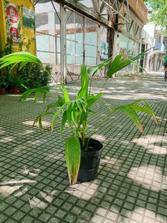PALMERA LATANIA - tienda online