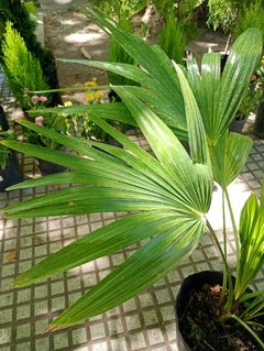 PALMERA LATANIA - comprar online