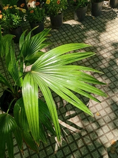PALMERA LATANIA en internet