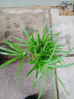 PALMITO M12 ARRIBA