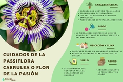 Imagen de PASIONARIA