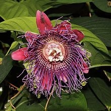 Passiflora quadrangularis