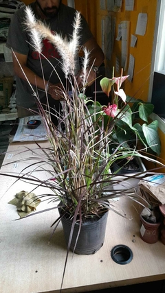 PENNISETUM SETACEUM RUBRUM