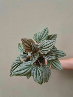 PEPEROMIA CAPERATA PLATEADA - comprar online