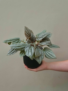 PEPEROMIA CAPERATA PLATEADA en internet
