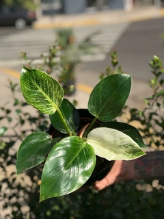 PHILODENDRON BIRKIN - El Viverito