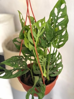 MONSTERA ADANSONII "PHILODENDRON PERUVIANO" - El Viverito
