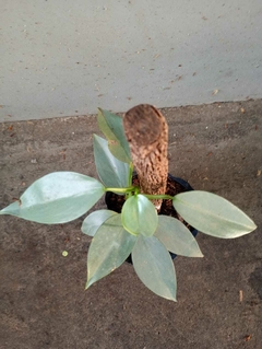 PHILODENDRON PLATEADO