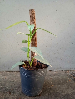 PHILODENDRON PLATEADO - comprar online