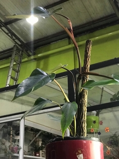 PHILODENDRON SANGUINEO - comprar online