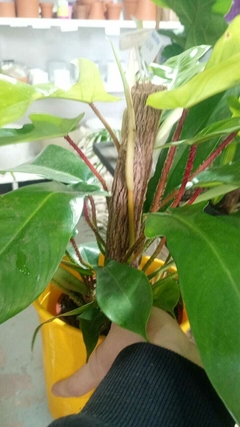 philodendron squamiferum - El Viverito