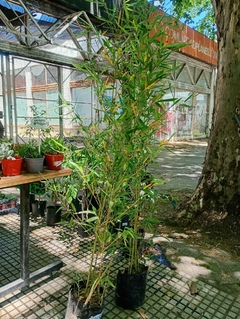 CAÑA DE BAMBU en internet