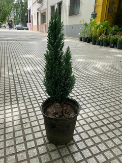 Pino Azul Woody