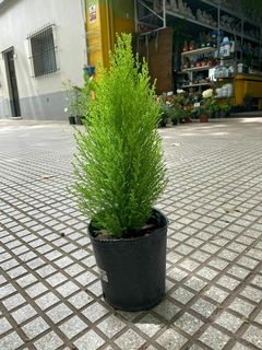 PINO LEMON - comprar online