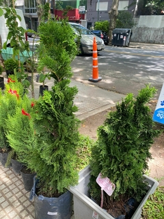 PINO THUJA OCCIDENTALIS SMARAGD