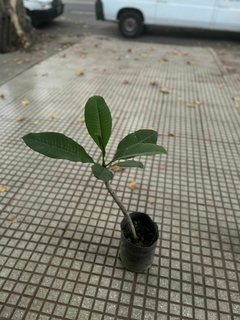 PLUMERIA jazmin magno o frangipani en internet