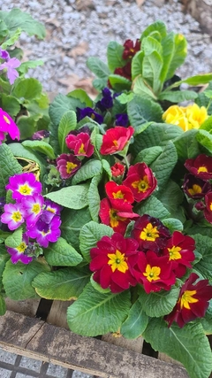 PRIMULA PRIMAVERA