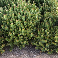 RHUS CRENATA 4LTS en internet