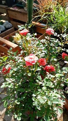 ROSAL ROCOCO - comprar online