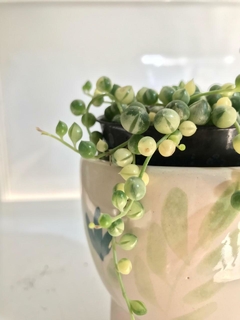 ROSARIO VARIEGADO - comprar online