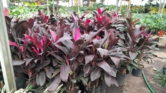 RUBRA - comprar online