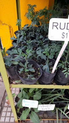 COMBO AROMATICAS + MACETA JARDINERA en internet