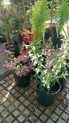 Salvia greggii