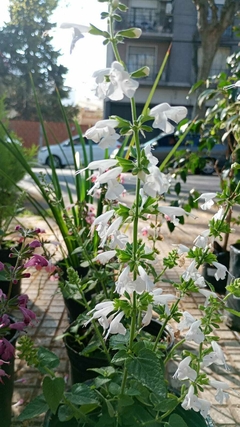 Salvia greggii - comprar online