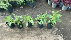 SALVIA GUARANITICA - El Viverito