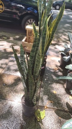 COMBO SANSEVIERIA + MACETA - comprar online