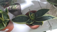 SANSEVIERIA NANA VARIEGADA M12