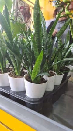 SANSEVIERIA ZEYLANICA M08 - comprar online