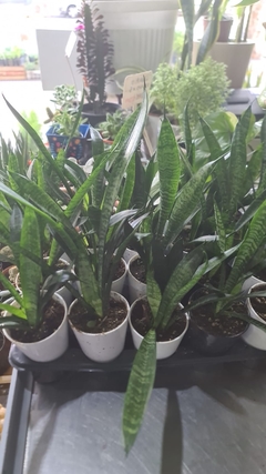 SANSEVIERIA ZEYLANICA M08 en internet