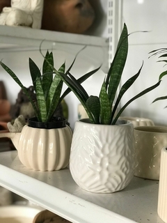 SANSEVIERIA ZEYLANICA M08