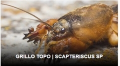 GRILLO Insecticida Mamboretá en internet