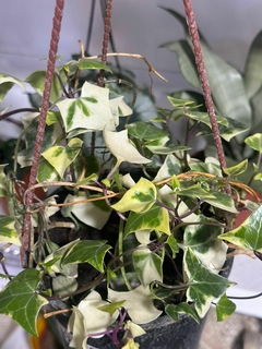 SENECIO HIEDRA VARIEGADO en internet