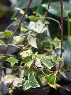 SENECIO HIEDRA VARIEGADO - comprar online