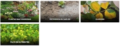 SMARTER FERTILIZANTE ORGANICO 250CC BIO MAMBORETA - comprar online