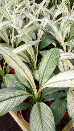 SPATHIPHYLLUM VARIEGADO