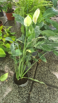 SPATHIPHYLLUM MARMOLADO - comprar online