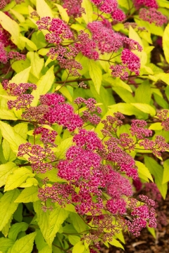 SPIRAEA BUMALDA GOLDFLAME - comprar online