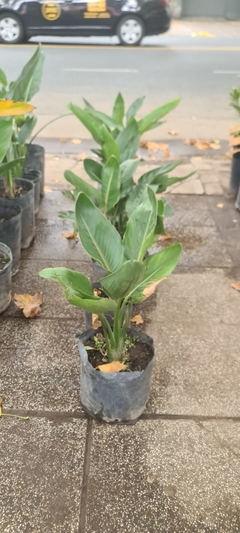 STRELITZIA REGINAE - tienda online