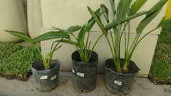 STRELITZIA REGINAE