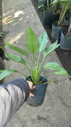 STRELITZIA REGINAE - El Viverito