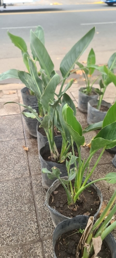 Imagen de STRELITZIA REGINAE