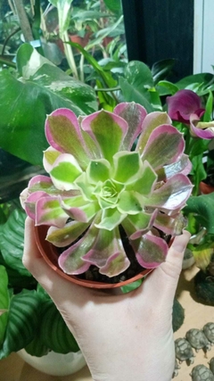 SUCULENTA Aeonium "riverstone" variegado COLECCIÓN