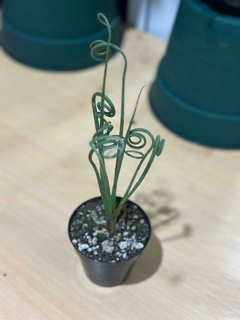 suculenta Albuca spiralis