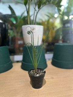 suculenta Albuca spiralis - comprar online